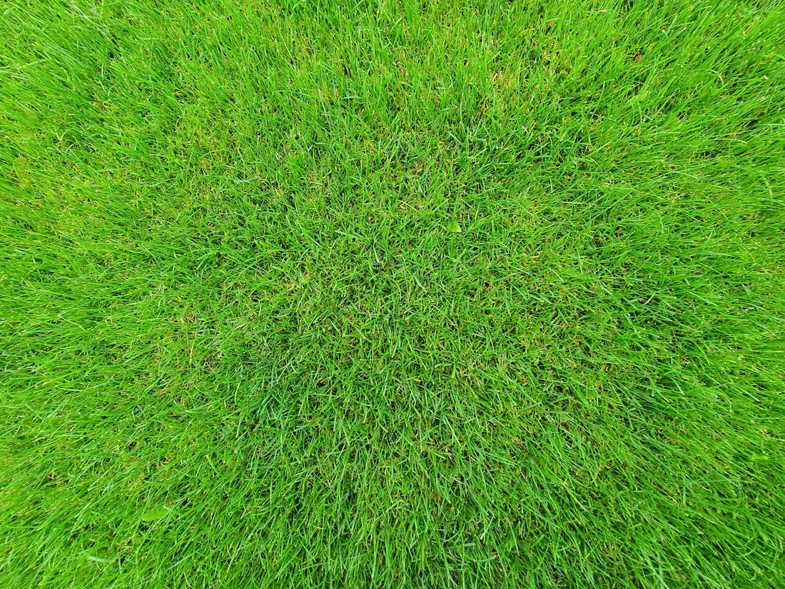Freshly laid sod and a healthy green lawn